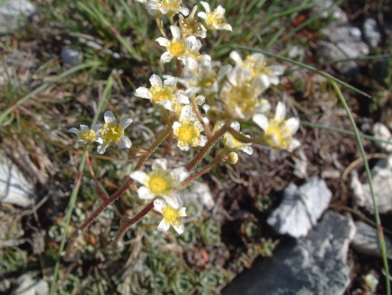 Saxifraga paniculata / Sassifraga alpina